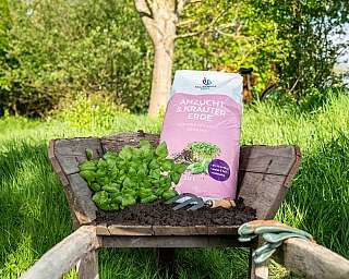 Schubkarre mit Kräutererde, kleinen Pflanzen und Gartenhandschuhen im Grünen