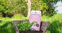 Schubkarre mit Anzucht- und Kräutererde, Pflanzenschaufel und Minze im Garten
