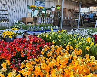 Blumen SchrebersLandmarkt