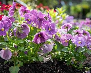 Lila Stiefmütterchen im Garten
