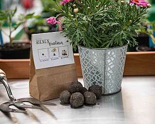 Braune Pflanzkugeln neben einem Blumentopf und einer Anleitung zum Pflanzen mit Werkzeug
