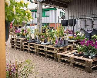 Verschiedene Pflanzen und Blumentöpfe auf Holzpaletten in einem überdachten Gartenmarkt