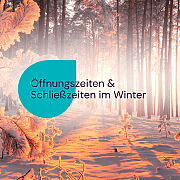 Verschneiter Winterwald mit Sonnenlicht, das die Bäume und den Boden erwärmt
