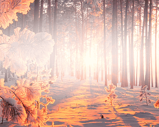 Verschneiter Wald mit frostbedeckten Ästen im Morgenlicht
